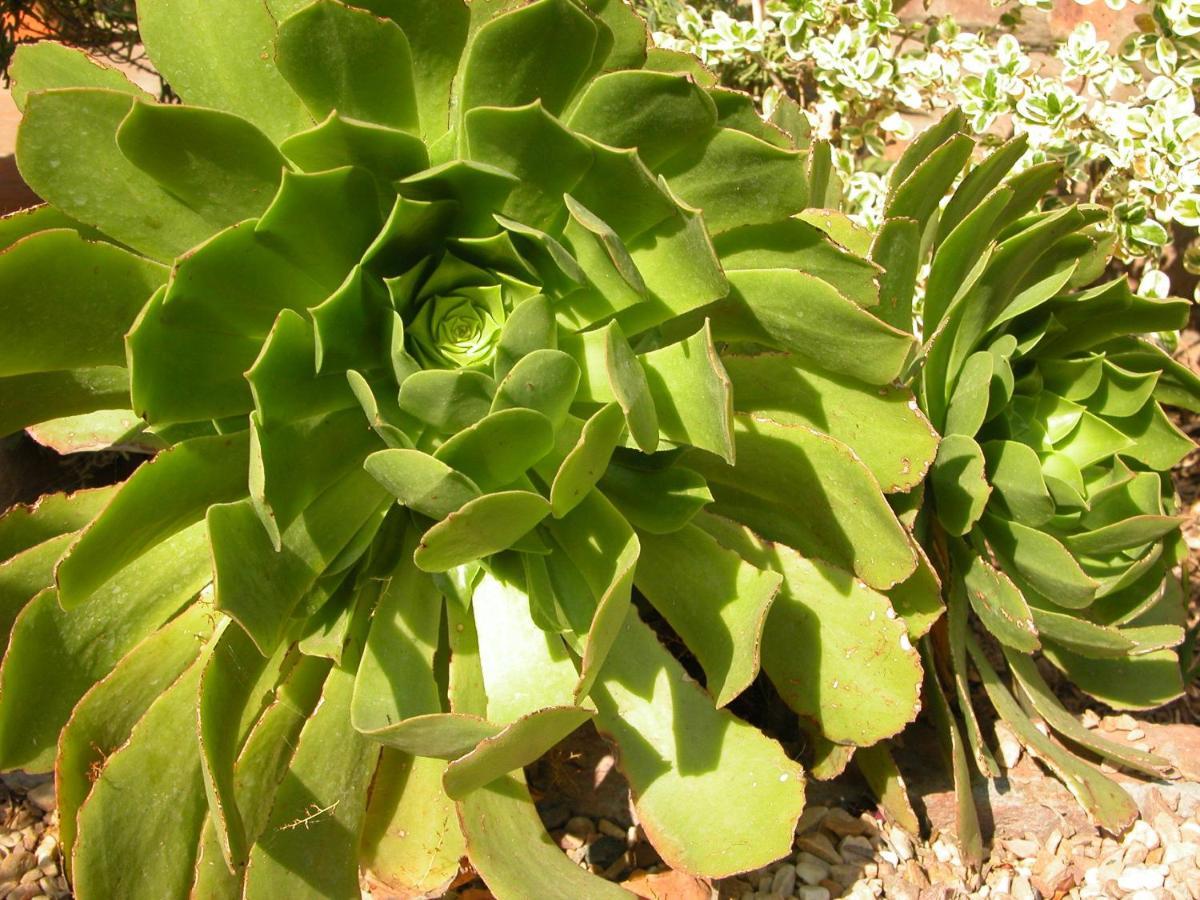 Pane Vivente Garden Cottage Beaufort West Luaran gambar